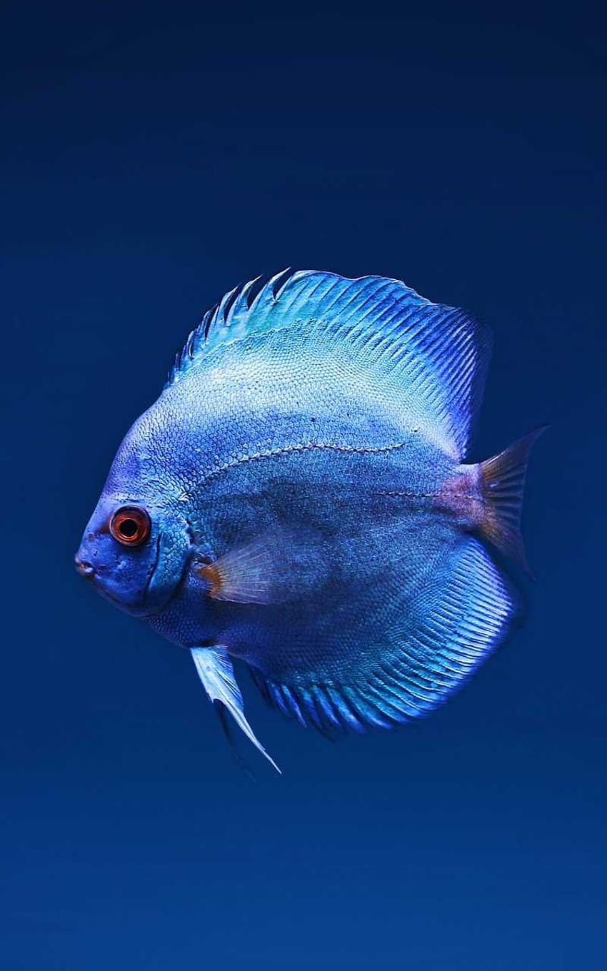 Blue Discus Fish () HD phone wallpaper
