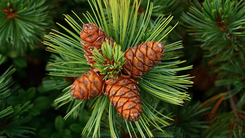 Nature, Cones, Pine, Fir, Spruce, Thorns, Prickles HD wallpaper