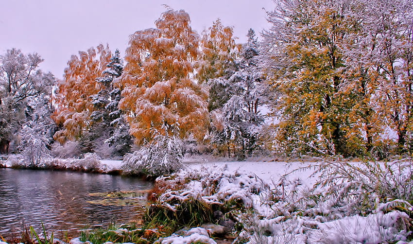 Início do inverno, inverno, geada, frio, novembro, início, carvalhos, natureza, floresta, rios papel de parede HD