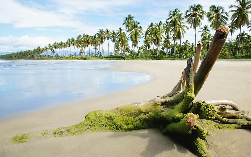 Palme esotiche in legno di sabbia da spiaggia, palme, sabbia, legno, esotico, natura, oceano, spiaggia Sfondo HD