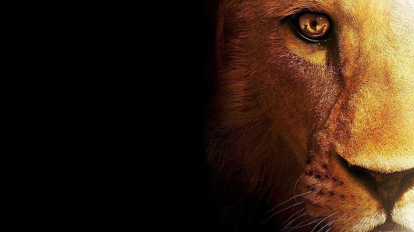Lion Half Face HD wallpaper