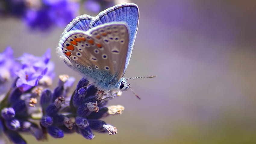 Mariposa, azul, púrpura, mariposa, lavanda, flor, hermosa, belleza fondo de pantalla