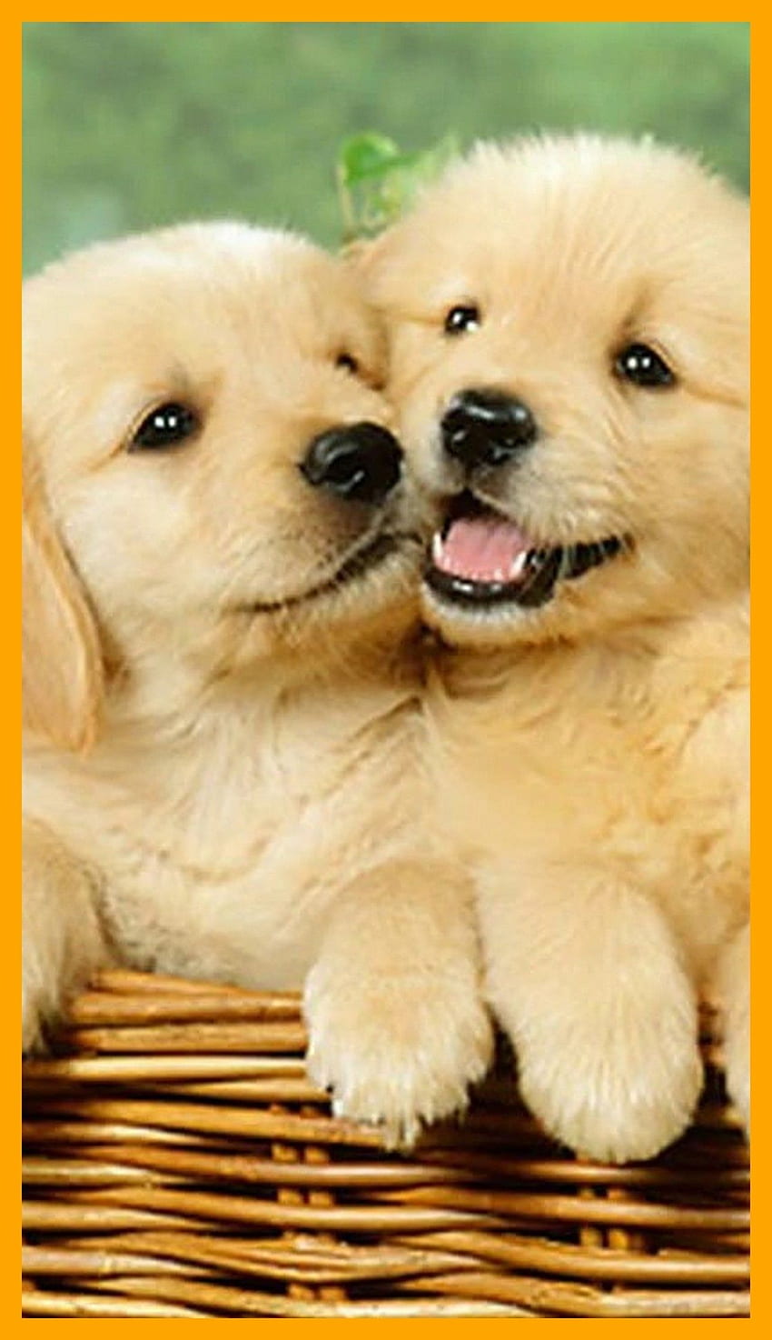 Puppy Wallpaper for Computer 60 pictures