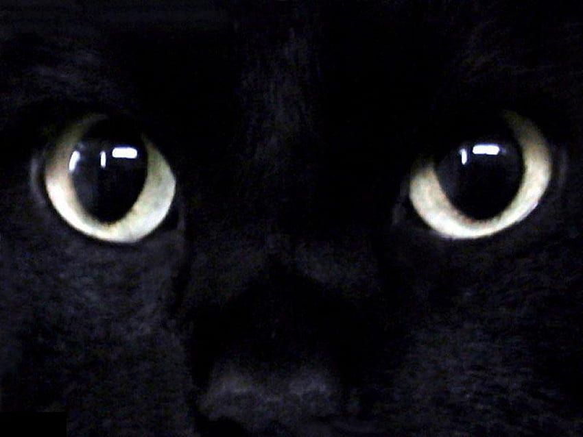 Occhi nell'Oscurità, occhi, gatto, nero Sfondo HD