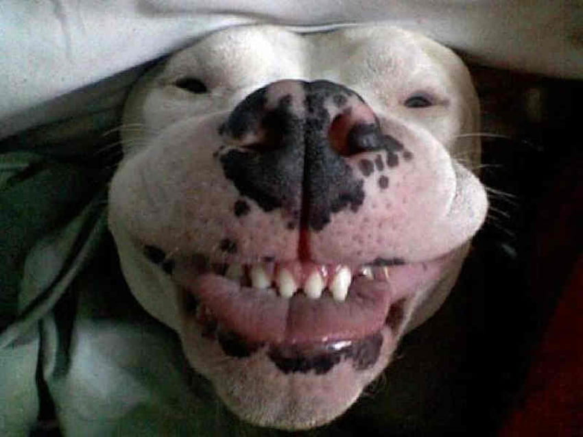 Buon martedì, cane, animale, carino, sorriso Sfondo HD