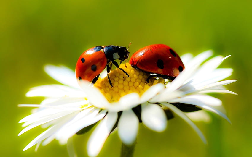 Camomile, Ladybugs, Macro, Petals, Chamomile HD wallpaper