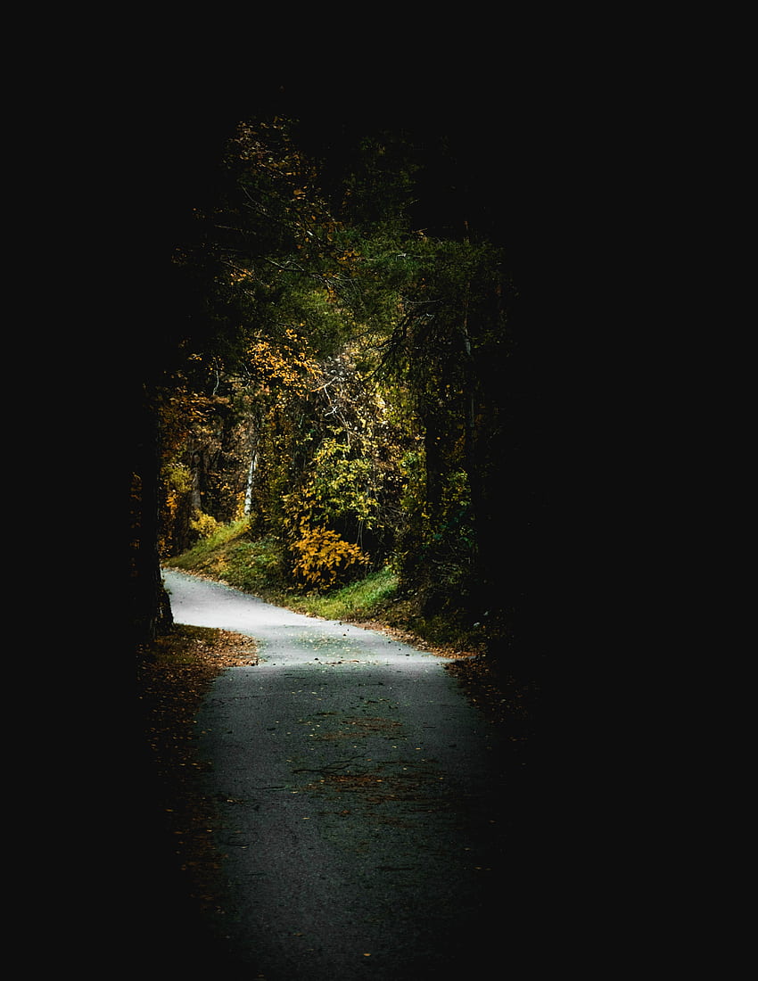 Pathway, passage, arch, dark, trees HD phone wallpaper