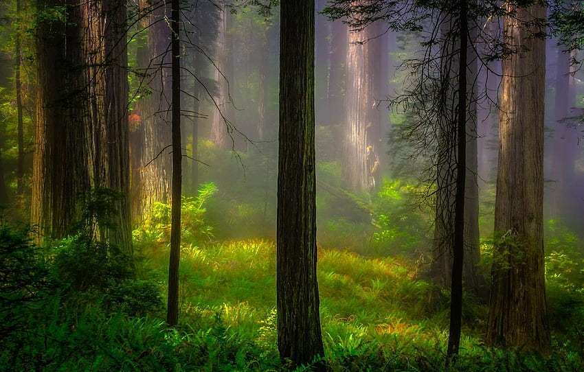 foresta, luce, alberi, natura, mattina, CA, USA, Redwood, Redwood National Park per , sezione природа Sfondo HD
