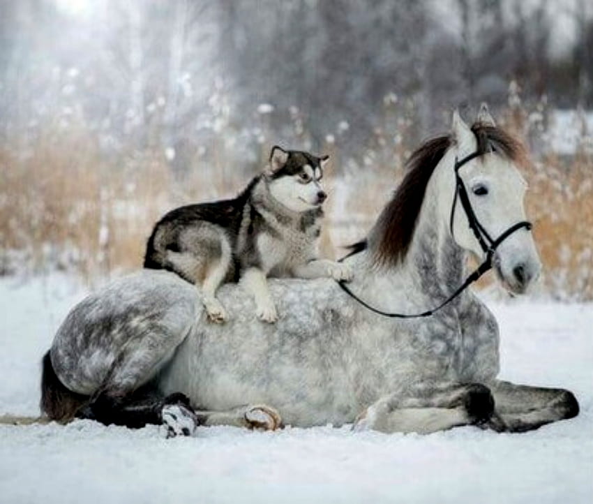 개와 말, 동물, 개, 우정, 말 HD 월페이퍼