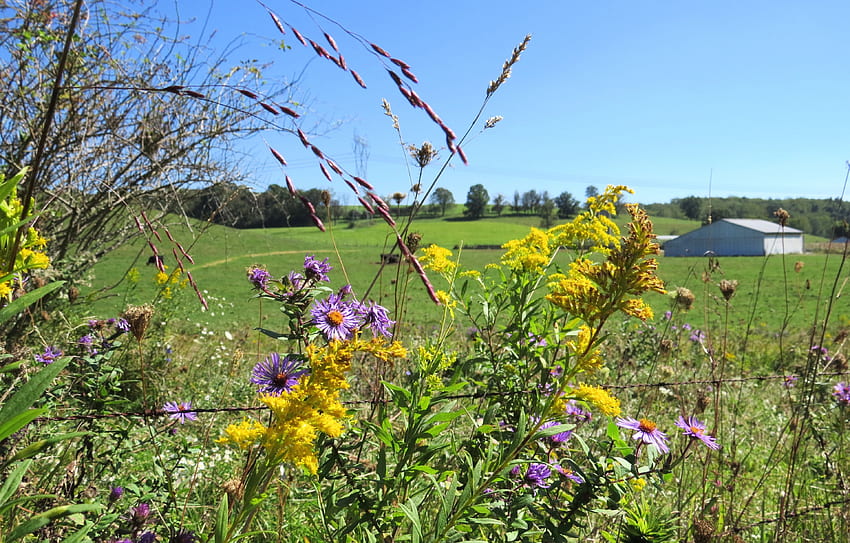 Wildflower Country, septembre, champ, fleur, ferme, nature, pays Fond d'écran HD