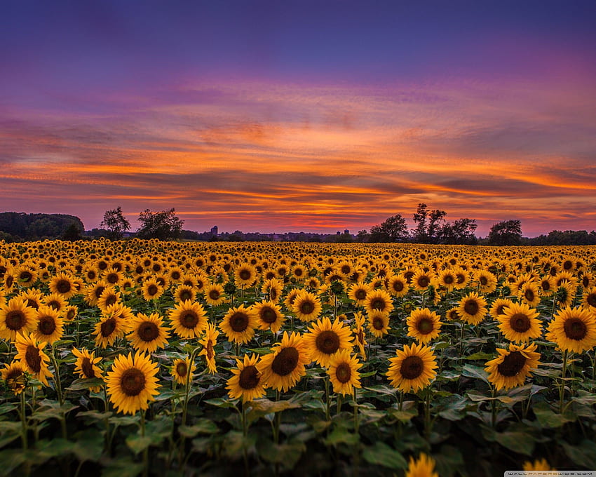 Yellow Sunflower - Sunflower Field iPhone HD wallpaper