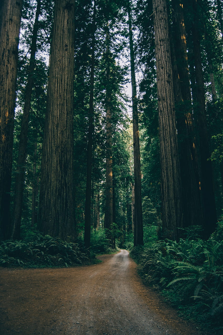 自然, 木, 道路, 森林, 枝 HD電話の壁紙
