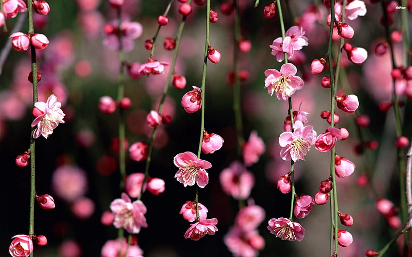 Layar Lebar Malam Bunga Sakura, Bunga Sakura Gelap Wallpaper HD