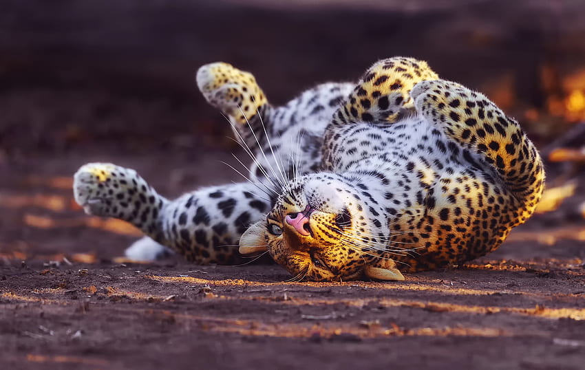 Tiere, Leopard, Raubtier, Raubkatze, verspielt HD-Hintergrundbild