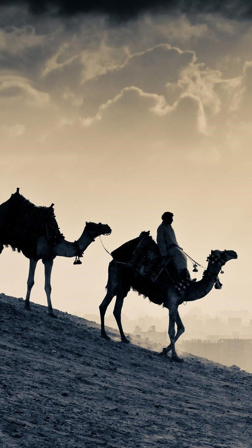Arab People Camels - [], Galaxy Camel HD phone wallpaper