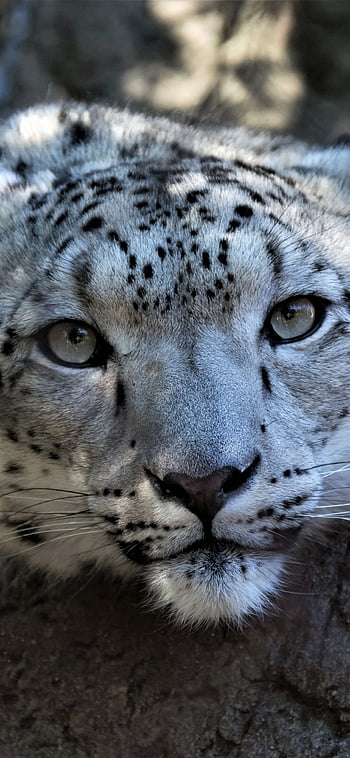 Snow leopard, HD phone wallpaper