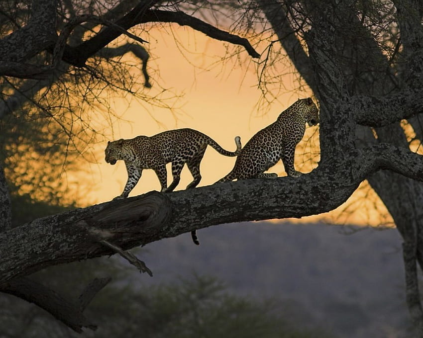 Africa Sunset, cats, geaprds, tree, sunset HD wallpaper