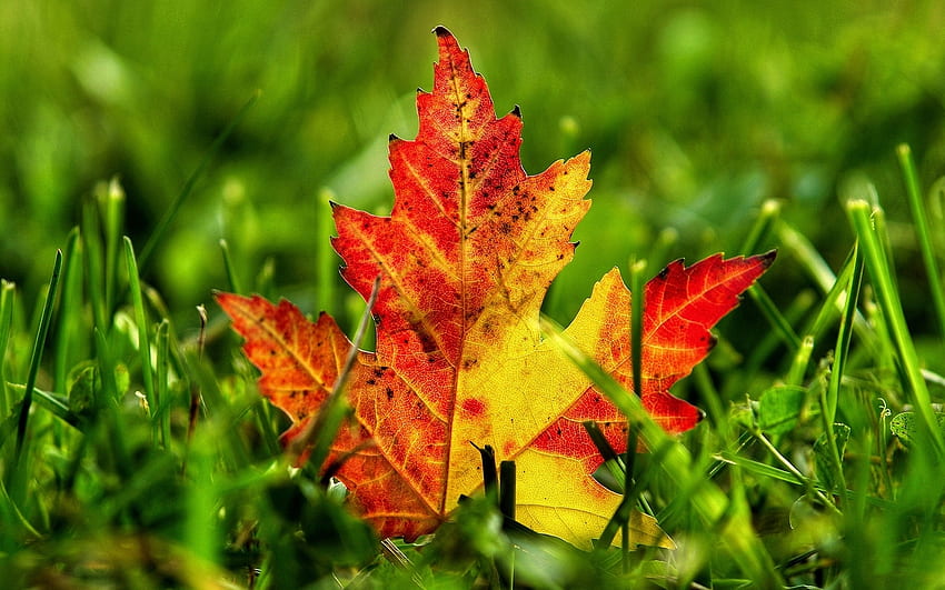 Plants, Autumn, Leaves HD wallpaper | Pxfuel