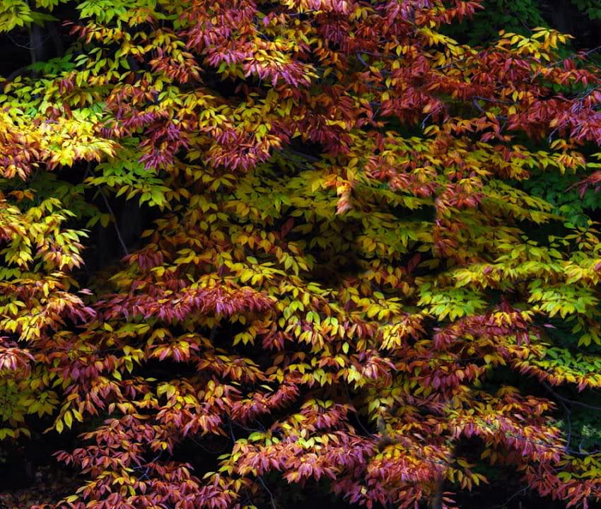 Zmiana koloru, purpura, liście, zieleń, kolory, krzew, acer, drzewo Tapeta HD