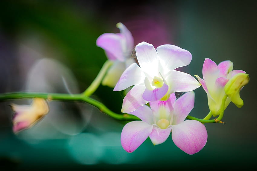 flowers, graphy, macro, blossom, pink, Cattleya, flower, plant, orchid, flora, petal, botany, land plant, flowering plant, close up, macro graphy, moth orchid, dendrobium, christmas orchid. Mocah HD wallpaper