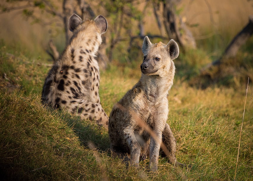 Tiere, Gras, Raubtiere, Hyänen HD-Hintergrundbild