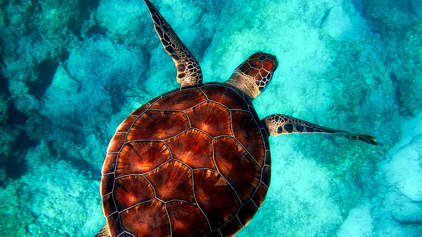 Braune und weiße Schildkröte auf klarem, blauem Wasser HD-Hintergrundbild