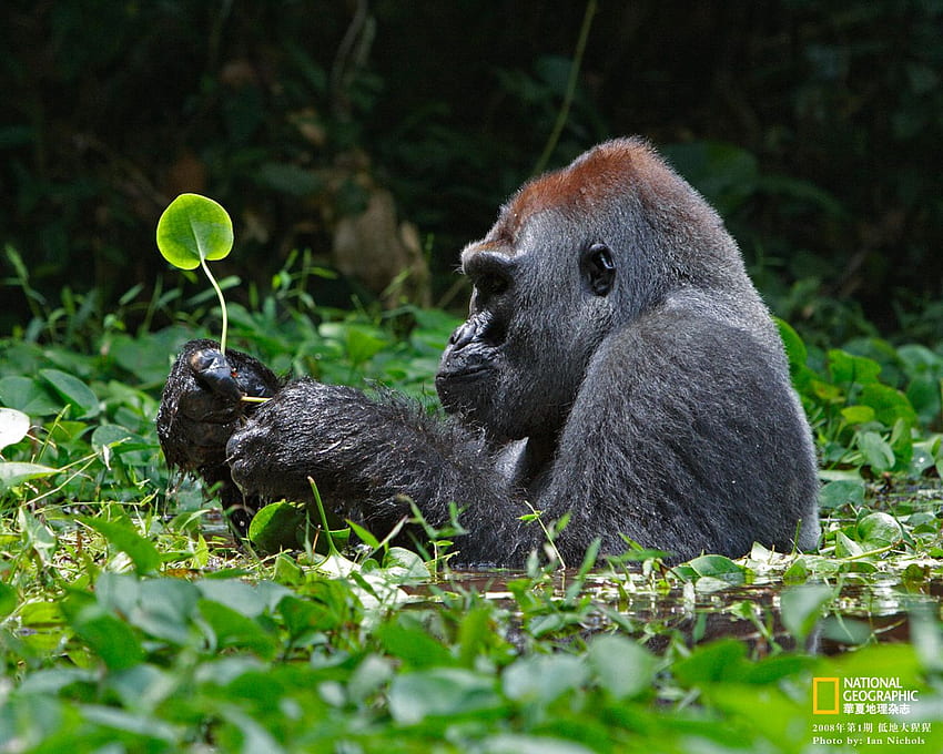Tierwelt: National Geographic 100 Best Wildlife Animal, Gorilla HD-Hintergrundbild