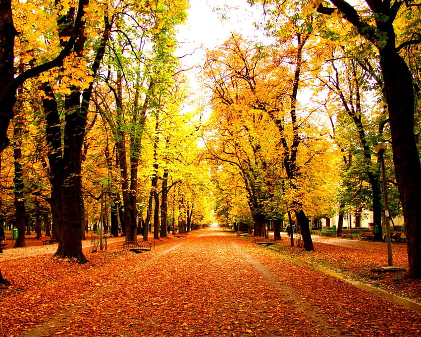 秋の美しさ、道、木々、秋、自然、森 高画質の壁紙