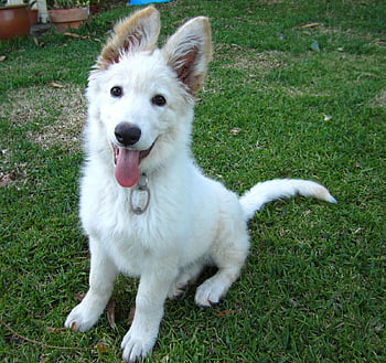 white german shepherd wallpaper