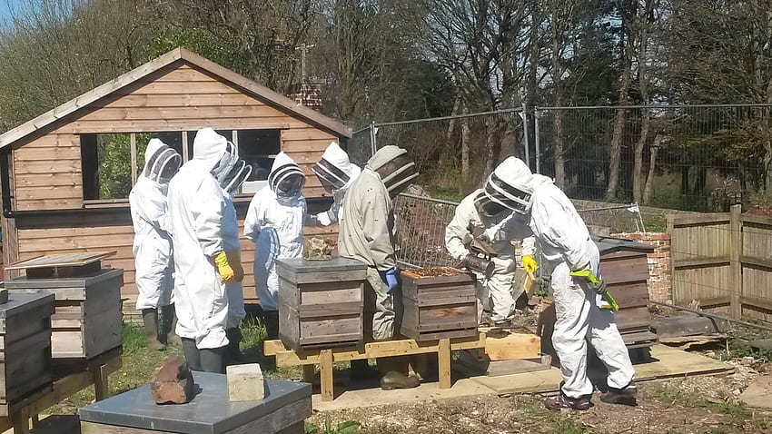 Strona główna - Stowarzyszenie Pszczelarzy Barnsley 2020, Pasieka Tapeta HD