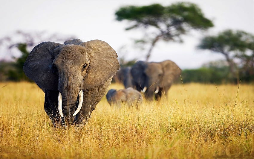 Animais, Grama, Elefantes, Campo, Passeio, África papel de parede HD