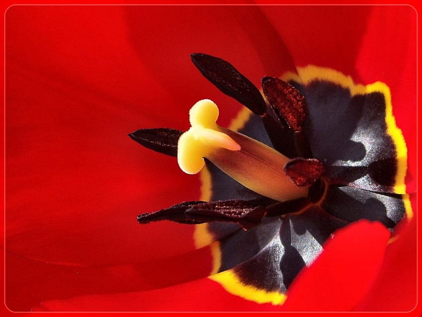 Iris, nature, red, flower HD wallpaper