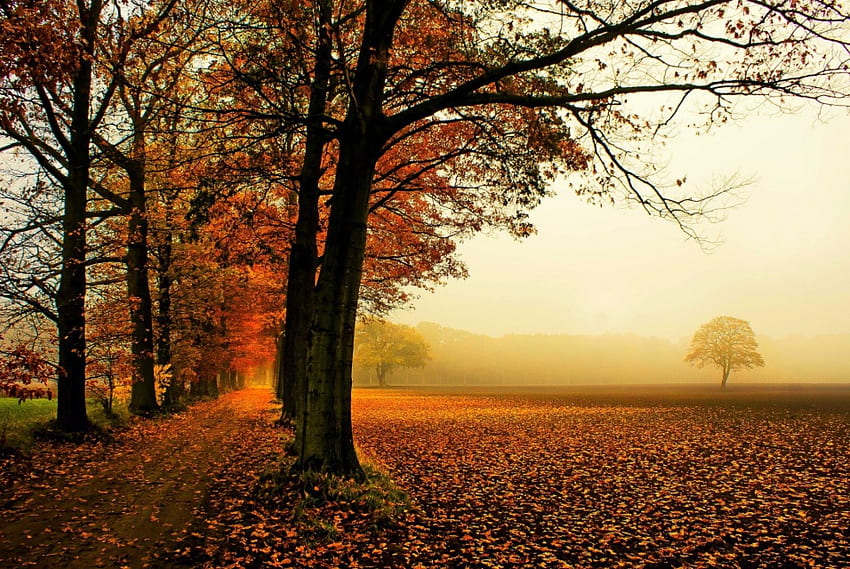 Autumn ***, trees, autumn, nature, fall HD wallpaper | Pxfuel