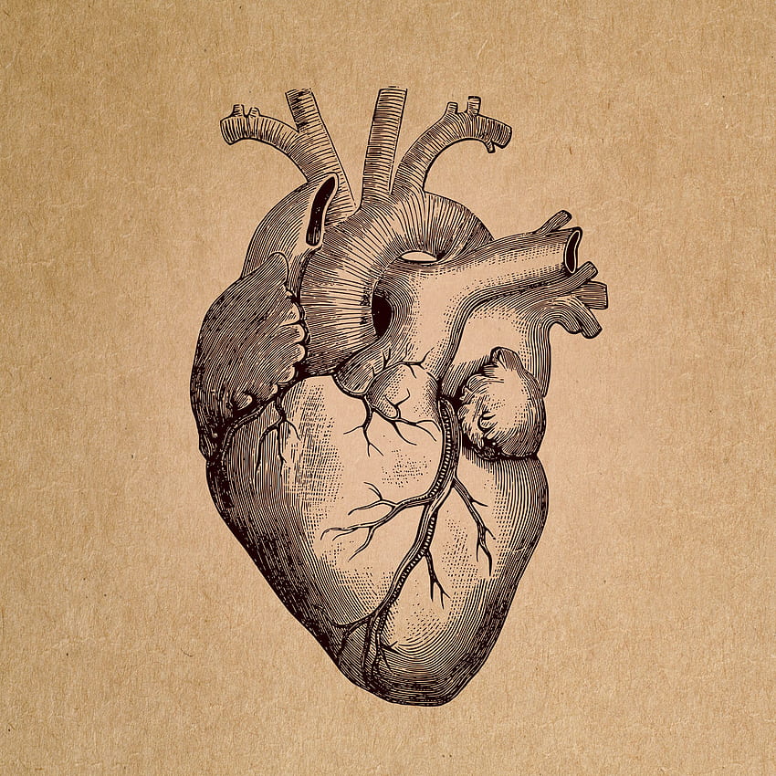 : 人間の心臓 - 解剖学的レンダリング - 抽象、レトロ、ヴィンテージの解剖学 HD電話の壁紙