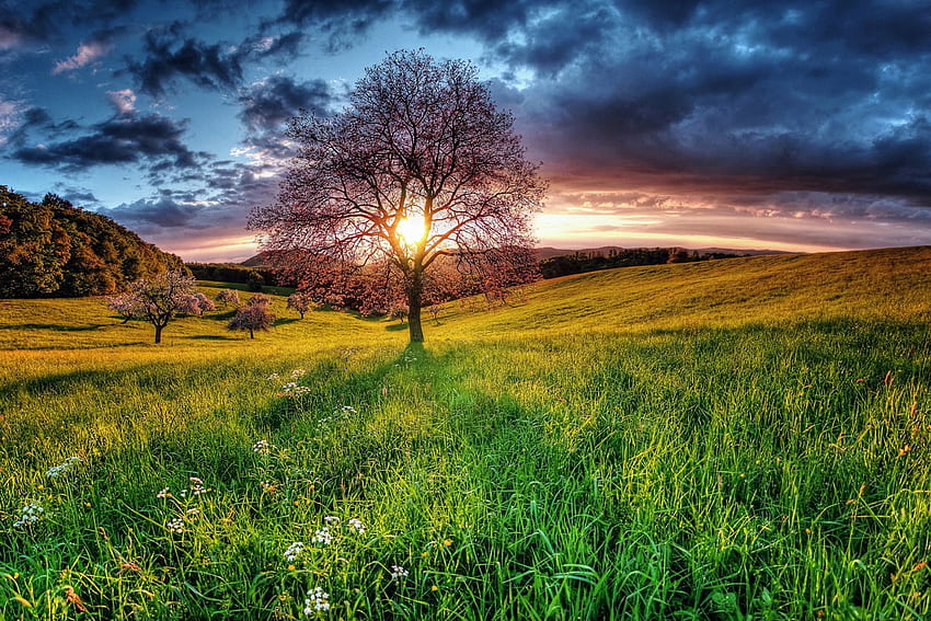Landscape, Nature, Sunset, Sky, Wood, Tree, Field HD wallpaper