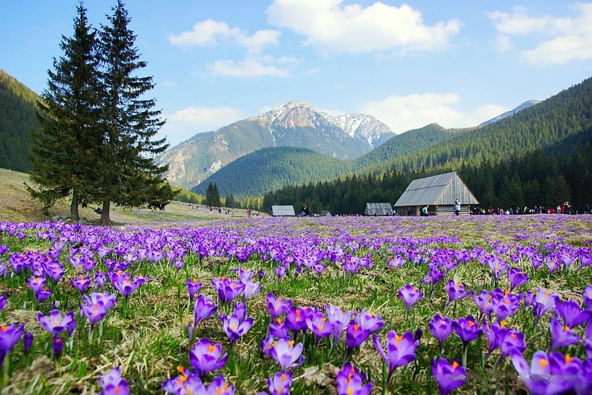 春のタトラ山脈、クロッカス、花、風景、花、キャビン、ポーランド 高画質の壁紙