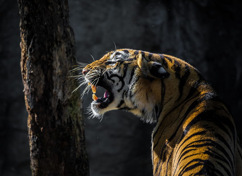 Tiger, roar, wild animal HD wallpaper