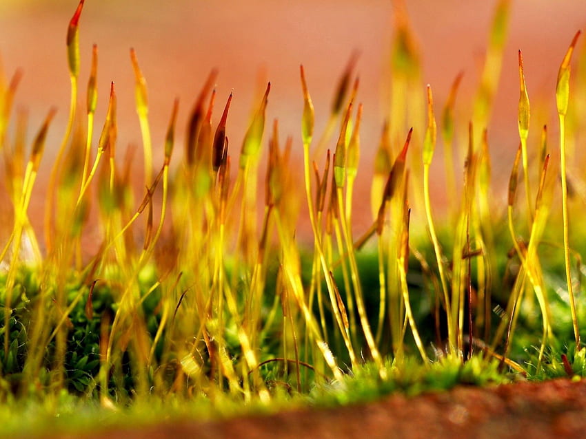 Grass, Macro, Form, Dry HD wallpaper