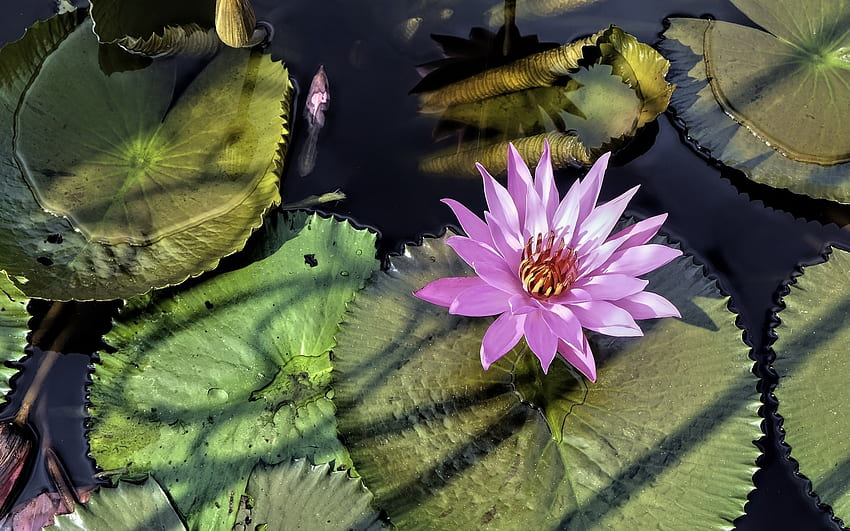lilia wodna, różowy, liście, kwiat Tapeta HD