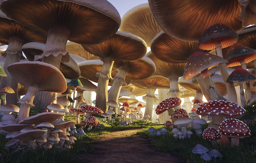 mushrooms, trail, Mushroom Forest for , section фантастика, Anime Mushroom HD wallpaper