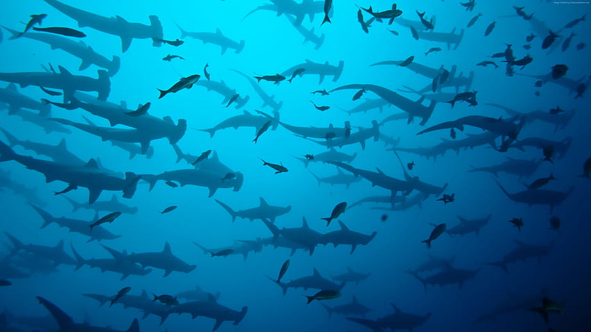 Cocos Island, Costa Rica, underwater, diving, sharks, Travel - High Resolution HD wallpaper