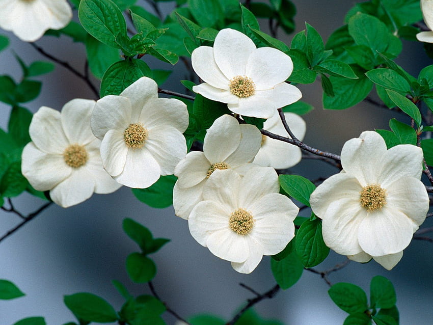 Pacific Dogwood Blossoms Flowers Nature in jpg format for HD wallpaper
