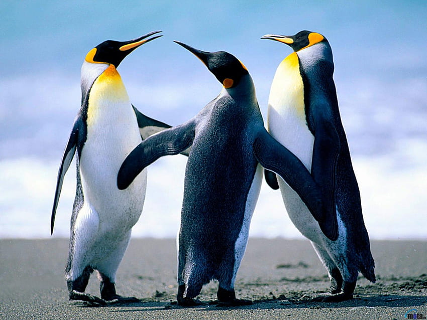 皇帝ペンギン、海、皇帝、ペンギン、氷 高画質の壁紙