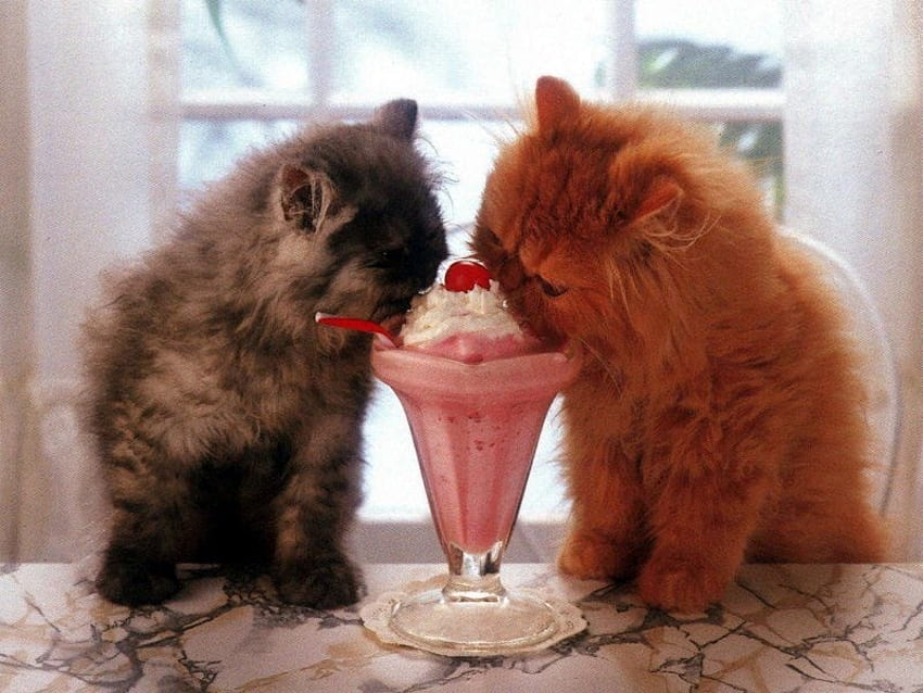 Kittens Eating Ice Cream, Kitten, Cat, Eat, Food Hd Wallpaper | Pxfuel