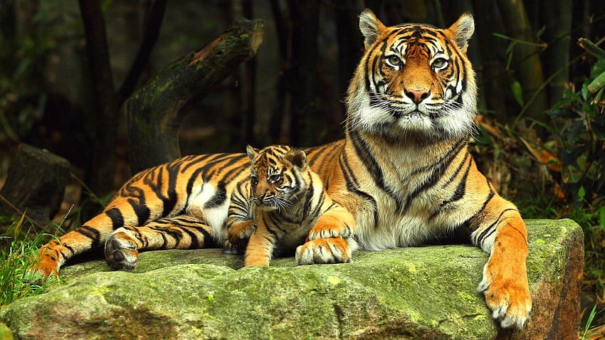 Animals, Rock, Young, To Lie Down, Lie, Stone, Tiger, Joey, Tiger Cub HD wallpaper