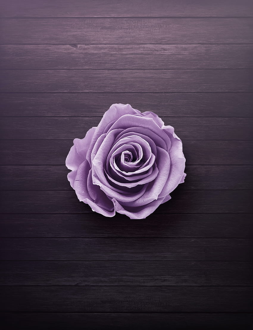 8, Best Purple Stock & · 100% tantiem, Cute Simple Purple Tapeta na telefon HD