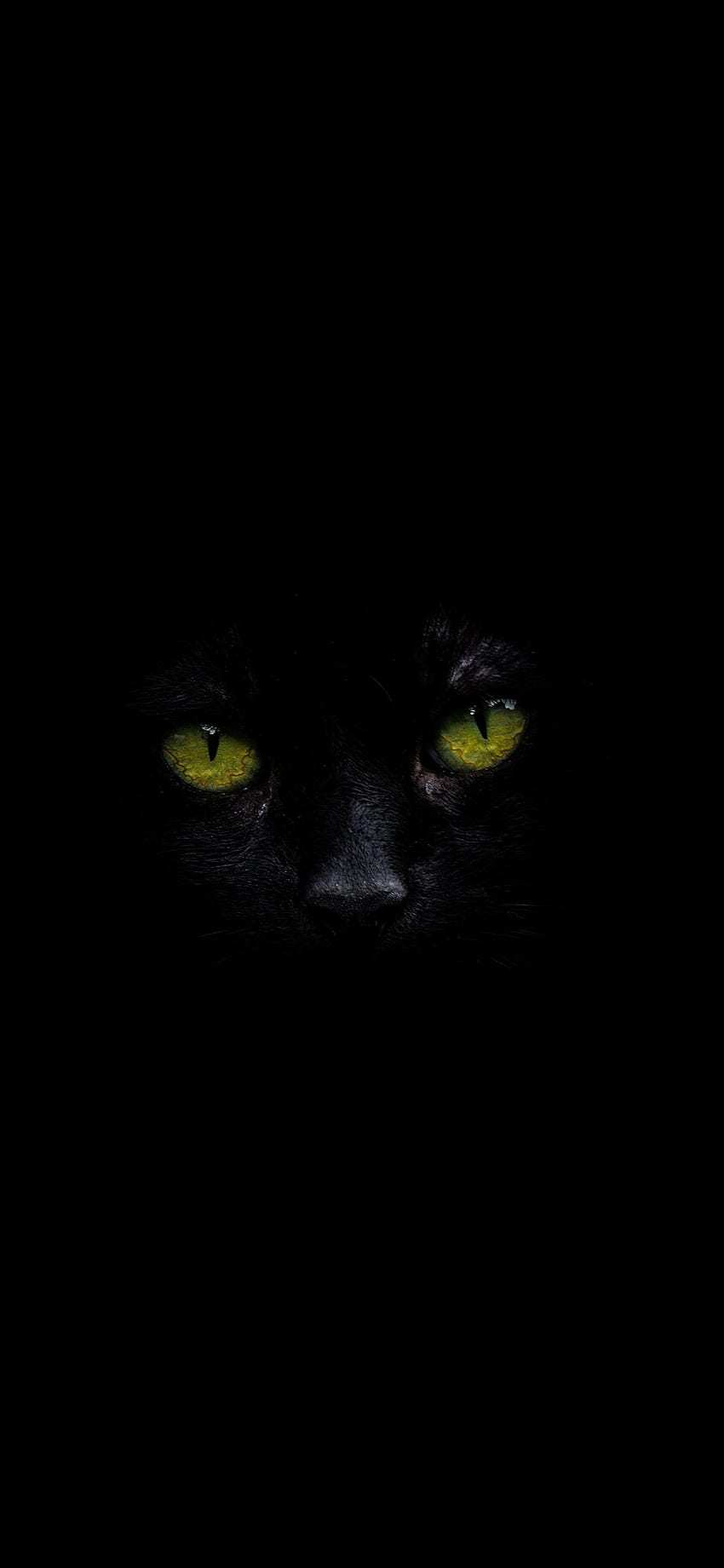 Черна котка със зелени очи Amoled. Черна котка, очи, зелени очи HD тапет за телефон