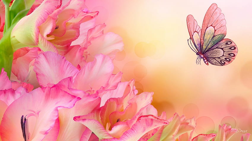 グラジオラス ピンク、グラッド、ピーチ、グロー、春、夏、ピンク、蝶、光、グラジオラス、花 高画質の壁紙