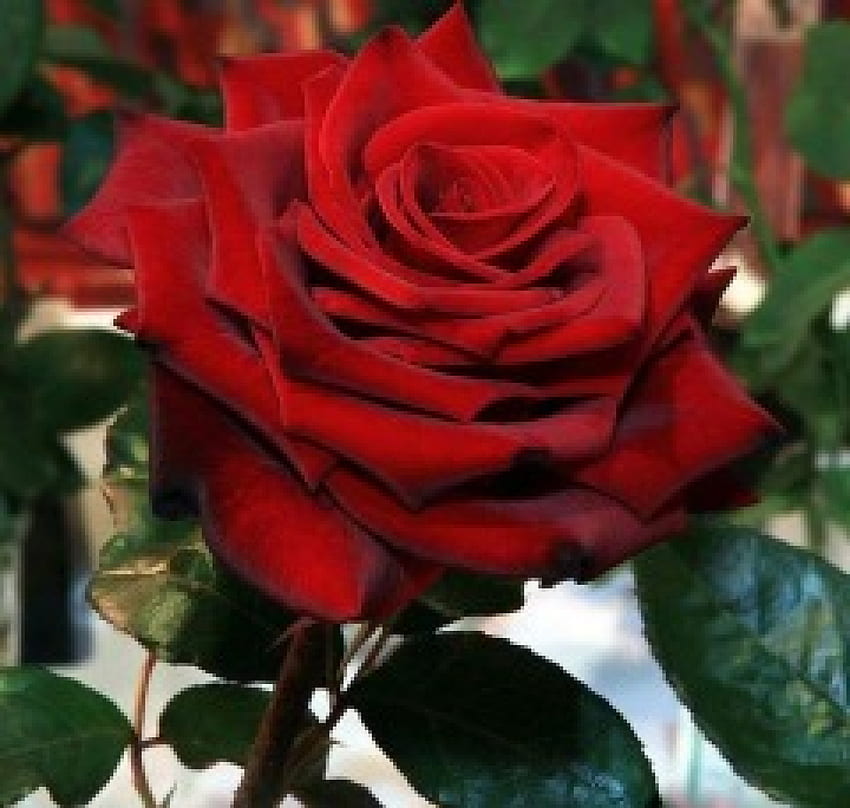 Piękne róże, piękne, kwiaty, róże, czerwień Tapeta HD