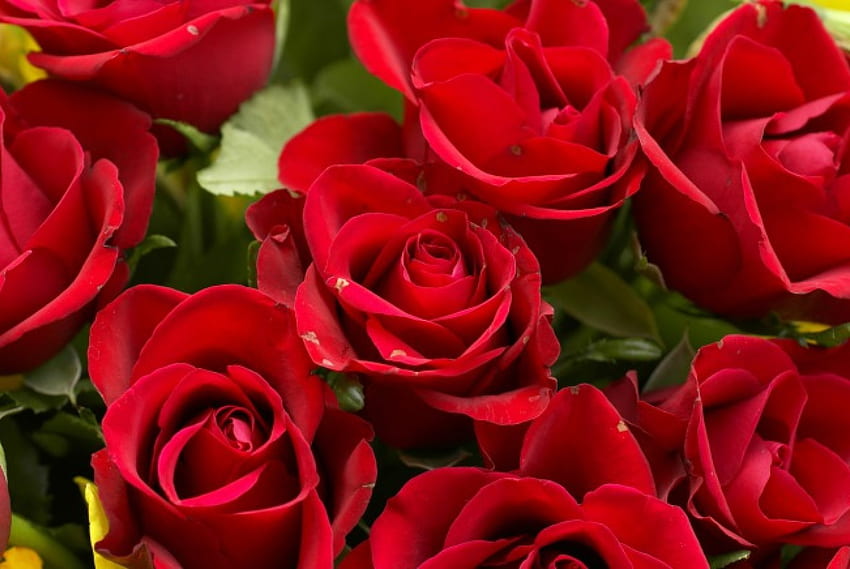 Red Rose Valentine's Day Bouquet.., Roses, Valentines day, Red, Love, Sweetheart HD wallpaper